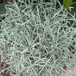 Helichrysum italicum Blad