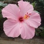 Hibiscus rosa-sinensis Blüte