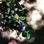 Rhaphithamnus spinosus Fruto