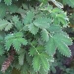 Leucosidea sericea Yaprak