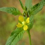Ludwigia erecta Blatt