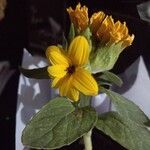 Helianthus petiolaris Květ
