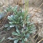 Jacobaea auricula Hoja