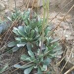 Jacobaea auricula Leaf