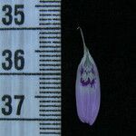 Dicliptera bupleuroides Άλλα