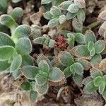 Crassula lanuginosa ᱛᱟᱦᱮᱸ