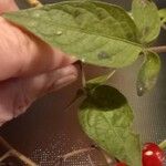 Solanum seaforthianum Leaf