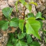 Commiphora schimperi برگ