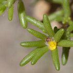 Portulaca halimoides Flor