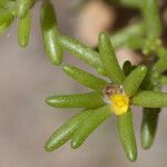 Portulaca halimoides Цвят