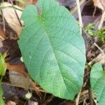 Ipomoea obscura Φύλλο