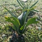 Drimia pancration Hoja