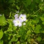 Phacelia purshii Blomst
