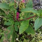 Phytolacca bogotensis Лист