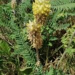 Astragalus alopecurus Other