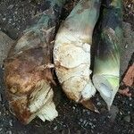 Dendrocalamus asper Kora