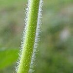 Erodium moschatum Bark