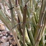 Ceropegia dichotoma Leaf