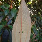 Miconia mirabilis Leaf