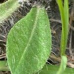 Pilosella ziziana Fuelha