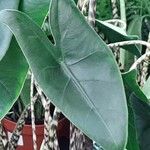 Alocasia zebrina Leaf