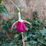 Fuchsia magellanica Květ