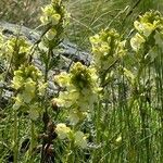 Pedicularis tuberosaFleur