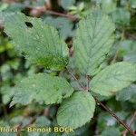 Rubus questieri Blad