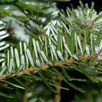 Abies fraseri Delienn