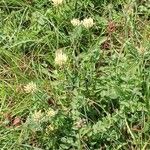 Trifolium ochroleucon Habit