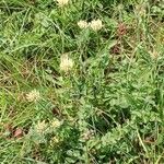 Trifolium ochroleucon عادت