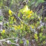 Genista anglica Blomst