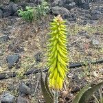 Aloe veraFruit