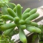 Sedum pachyphyllum Foglia