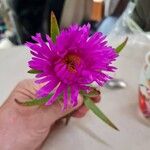 Carpobrotus acinaciformisBlomst