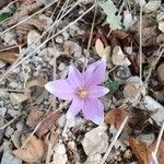 Colchicum longifolium Flower