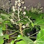 Fatsia japonicaFruit