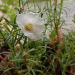 Portulaca grandiflora Λουλούδι