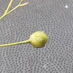 Anthericum ramosum Mbuma