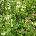 Lamium moschatum Flower