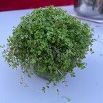 Soleirolia soleirolii Plante entière