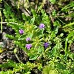 Clinopodium acinos Blatt