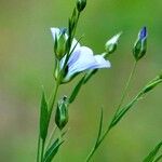 Linum usitatissimum फूल