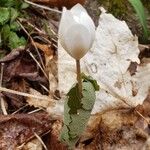 Sanguinaria canadensisFiore