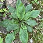 Solidago hispida برگ