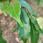 Lafoensia punicifolia Hoja