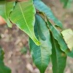 Lafoensia punicifolia Fuelha