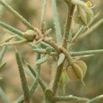 Fagonia arabica Kukka