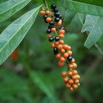 Citharexylum caudatum Vrucht