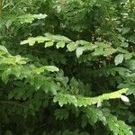Ligustrum sinense Folha